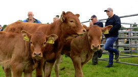 Cattle