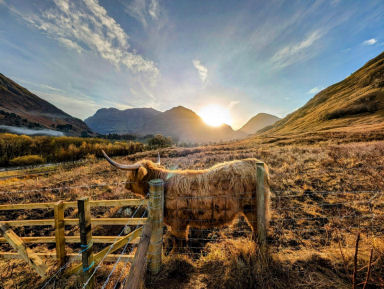 Highland Cow