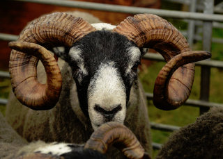 Sheep